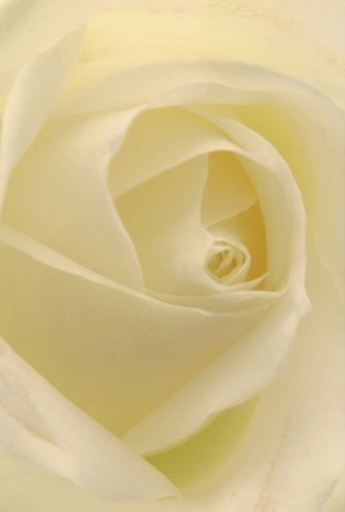 Gazing closely at this classic white rose, as though inside one of Brockley's sunlight-filled shops, you are drawn into the serene play of light and shadow across each petal. Soft hues of cream and white layer with gentle precision, forming a heart that appears illuminated from within-like the morning light that filters through the trees of Hilly Fields. The delicately spiraled core speaks to purity and resolve; the rose's nearly flawless layering exudes tranquility and subtle strength. This enduring bloom is suited for life's most significant occasions, whether offered as a romantic gesture by a Brockley admirer, a tender apology, or as a centrepiece at a local wedding along Lewisham Way. The nuanced play between shade and color elevates its natural allure, while an unspoken, fresh scent hints at Brockley's timeless elegance. Each pedigree petal reflects not just nature's brilliance, but the care of a skilled local florist attuned to the area's spirit of warmth and sophistication.